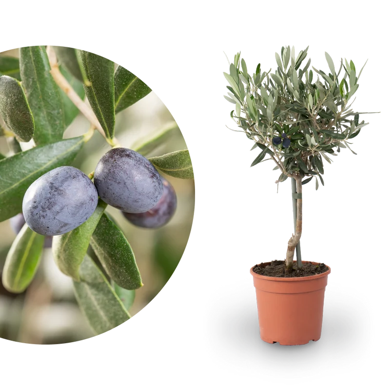 Olivenbaum