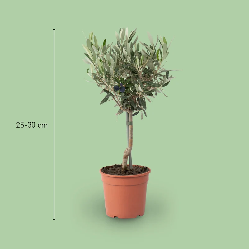 Olivenbaum
