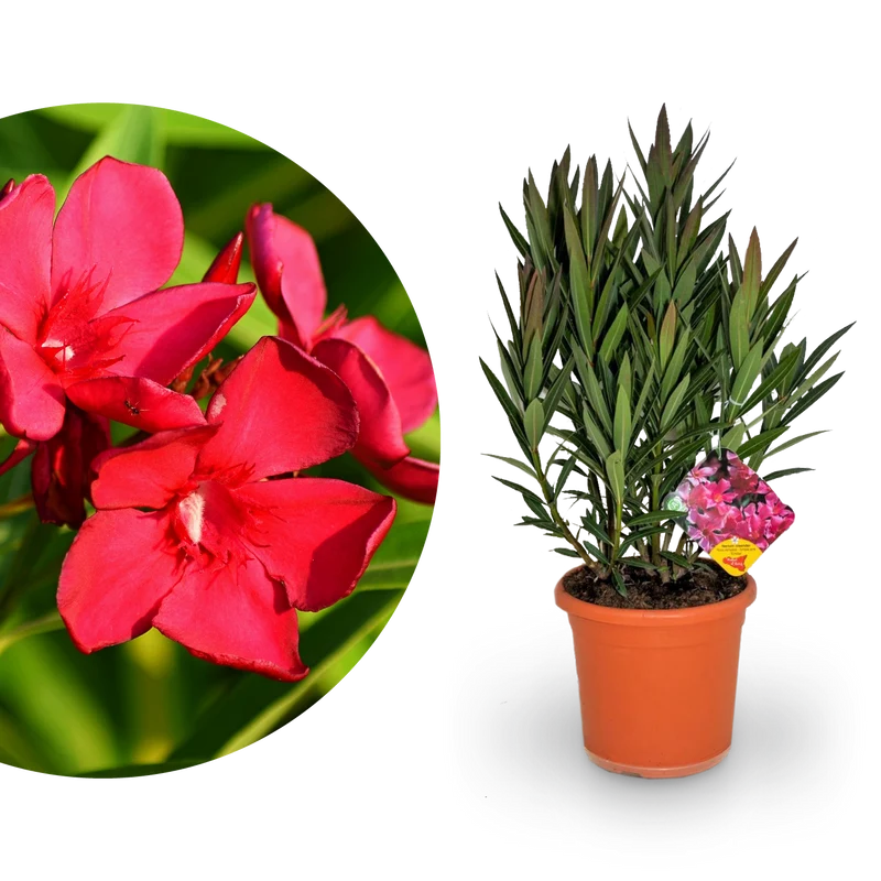 Oleander Rot