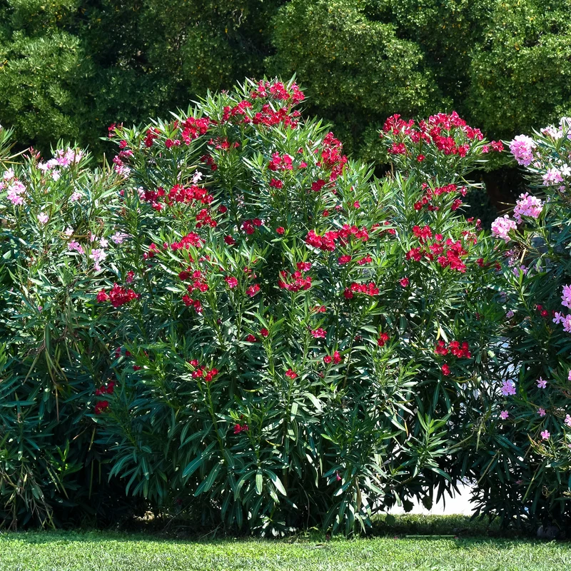 Oleander Rot