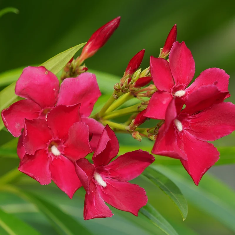 Oleander Rot