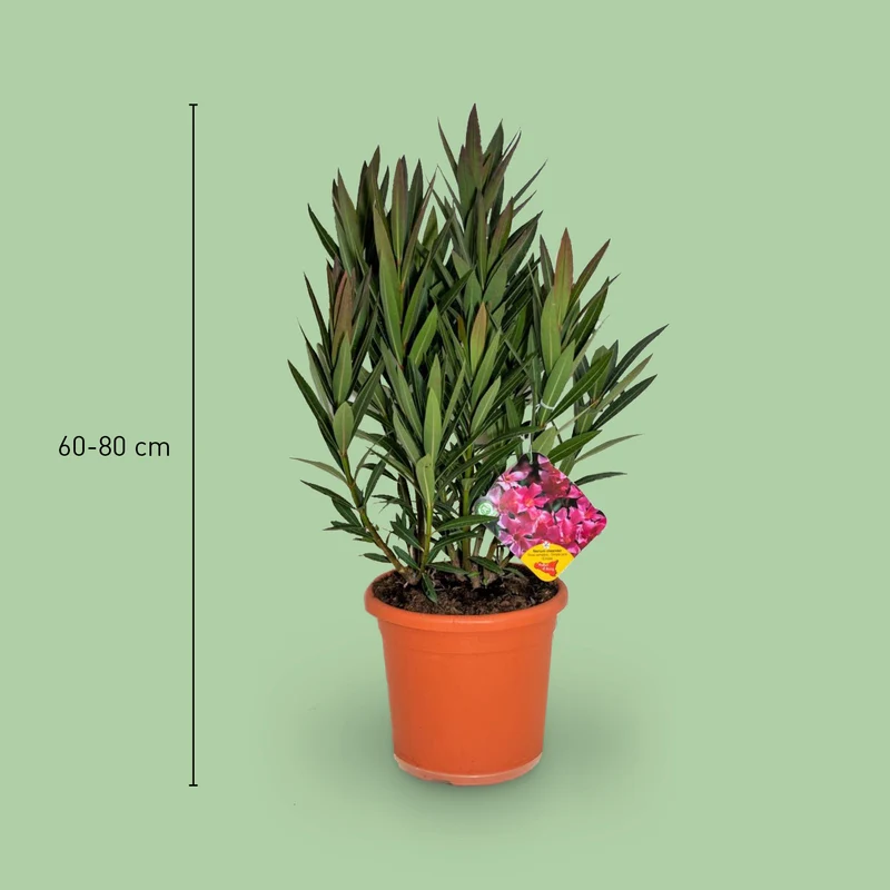 Oleander Rot