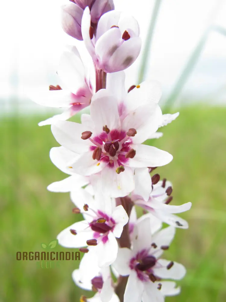 Wurmbea Stricta Seeds – Rare Garden Variety for Planting