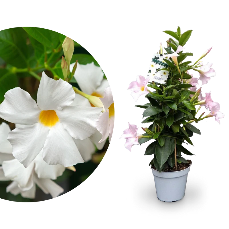 Dipladenia Weiß