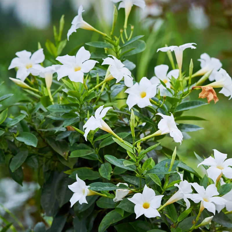 Dipladenia Weiß