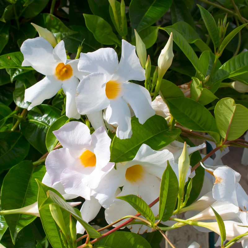 Dipladenia Weiß