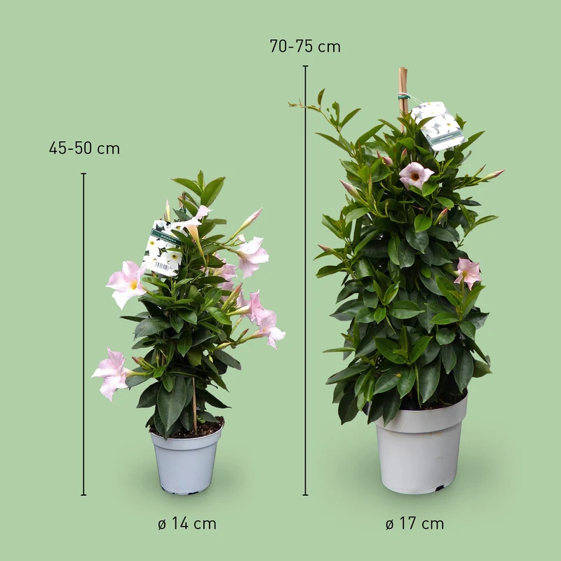 Dipladenia Weiß