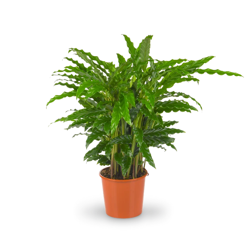 Calathea rufibarba