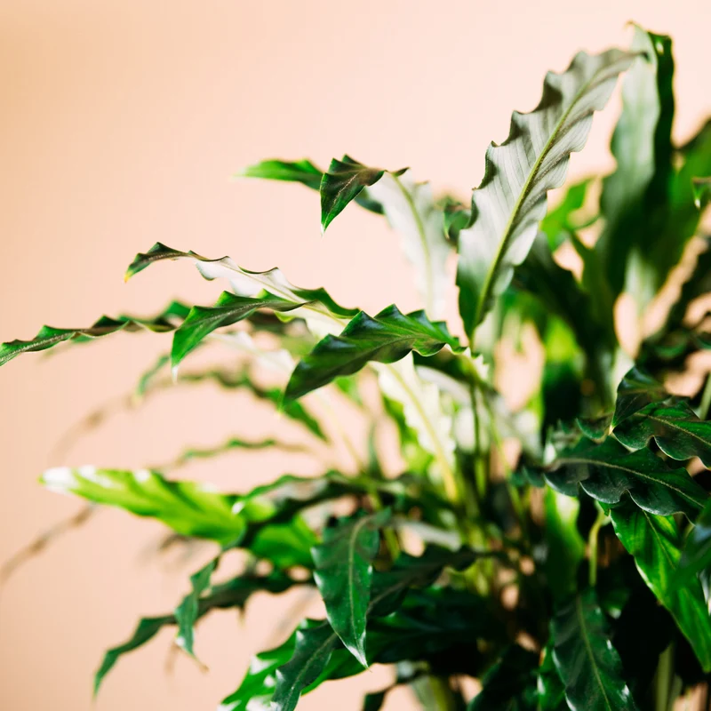 Calathea rufibarba