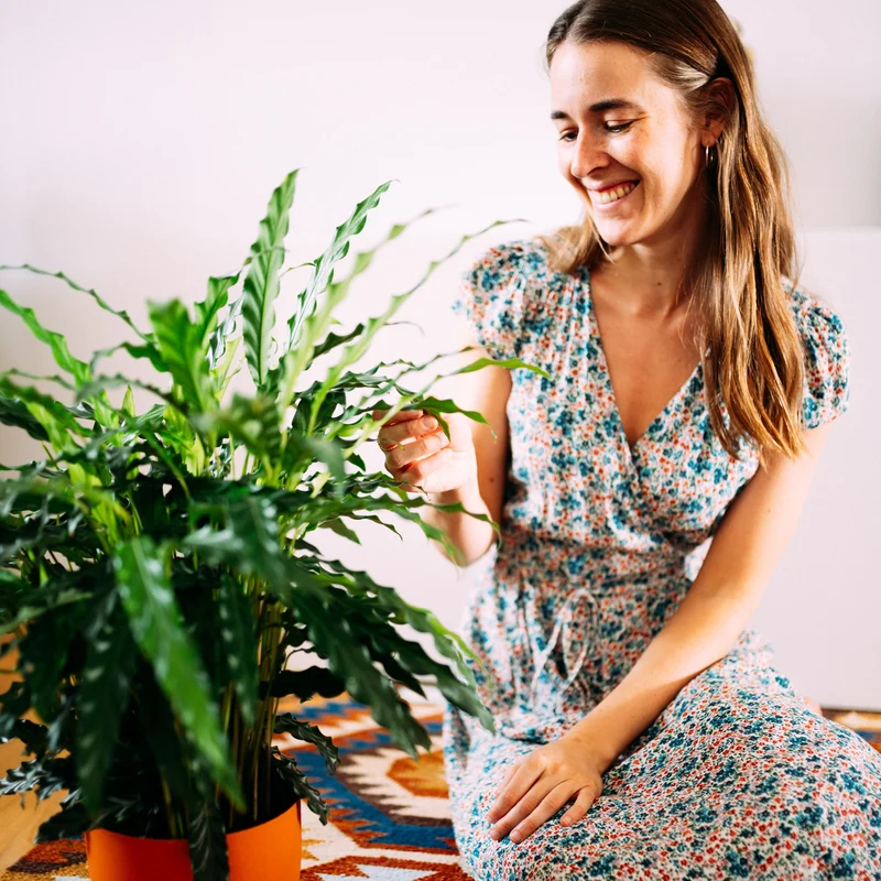 Calathea rufibarba