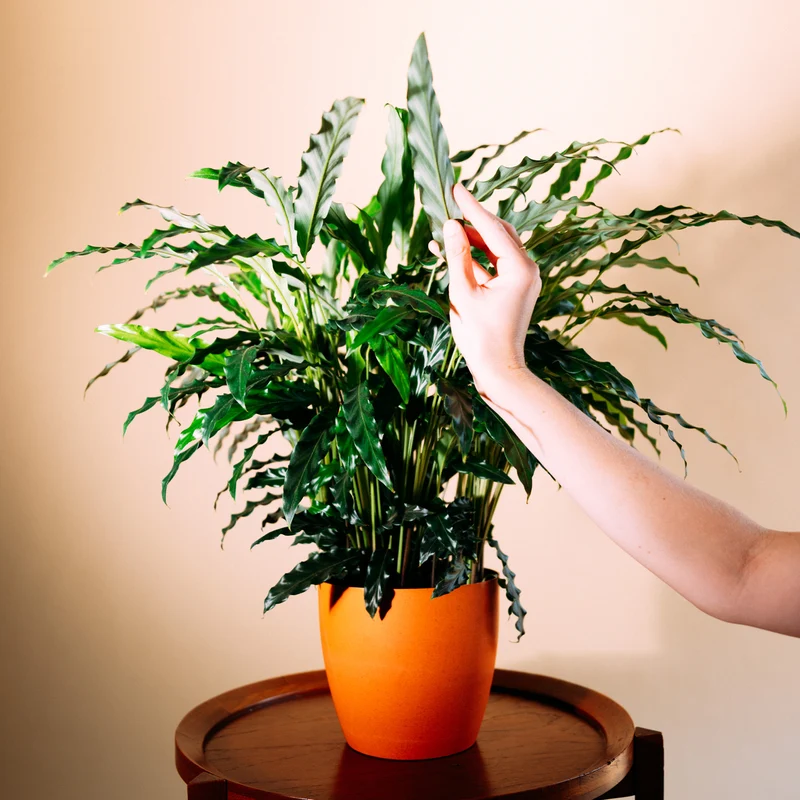 Calathea rufibarba