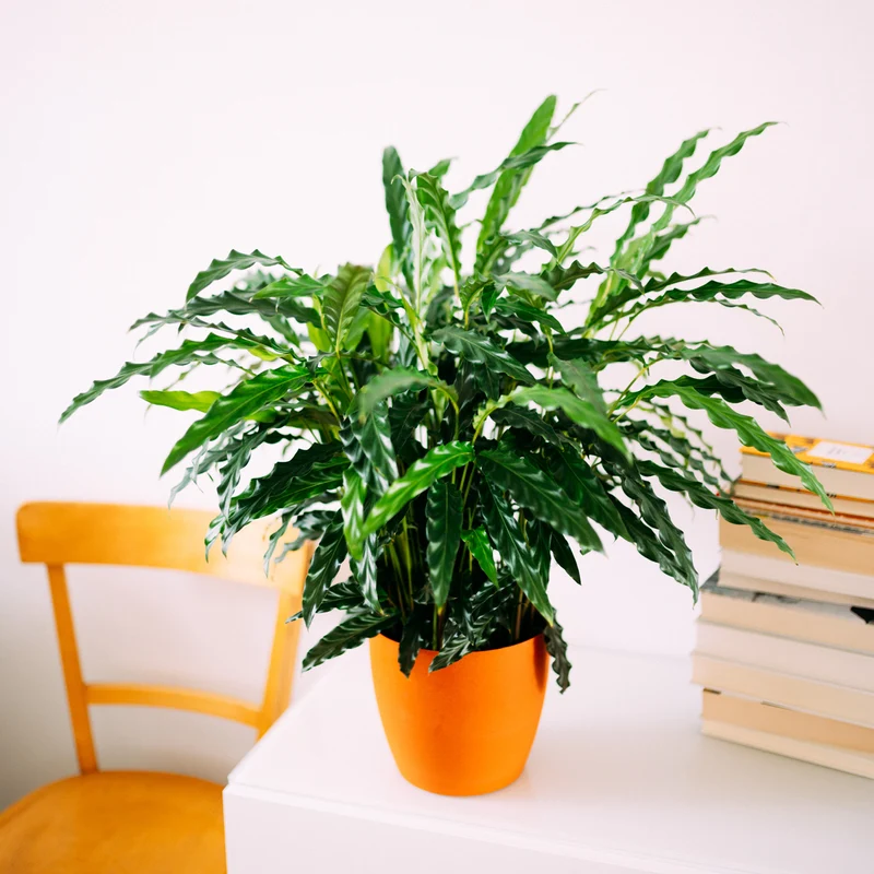 Calathea rufibarba