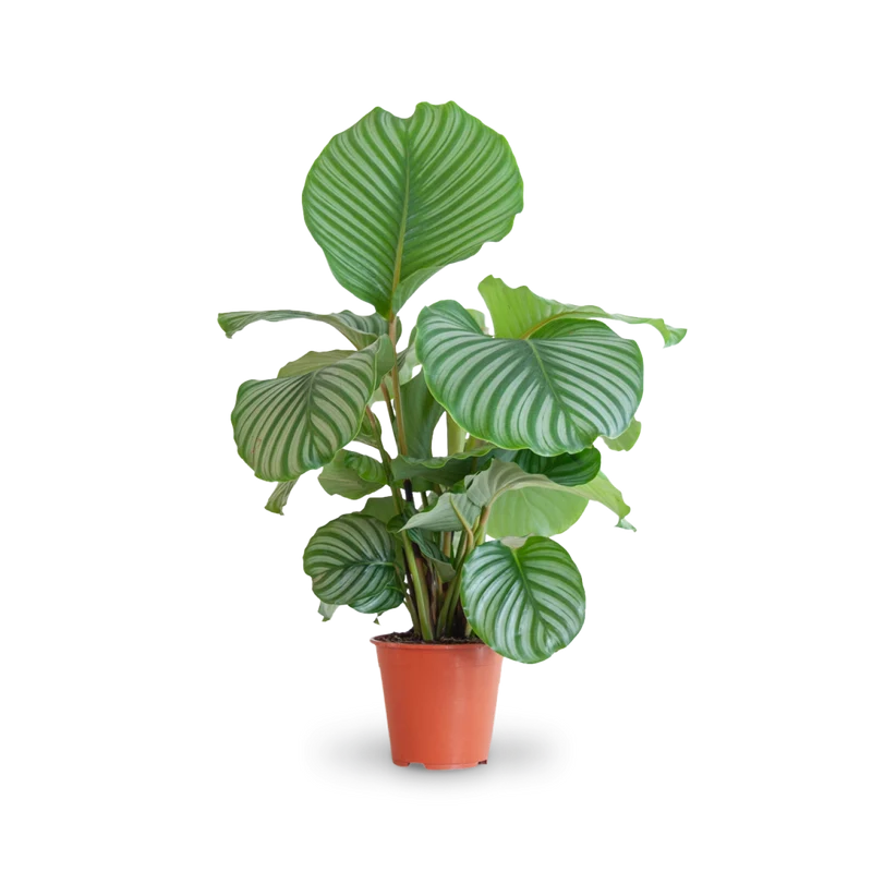 Calathea orbifolia