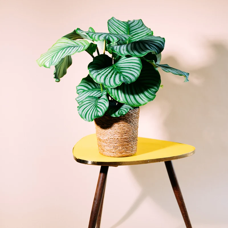 Calathea orbifolia