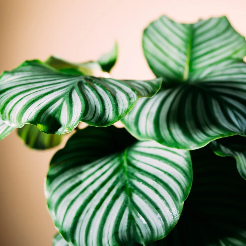 Calathea orbifolia