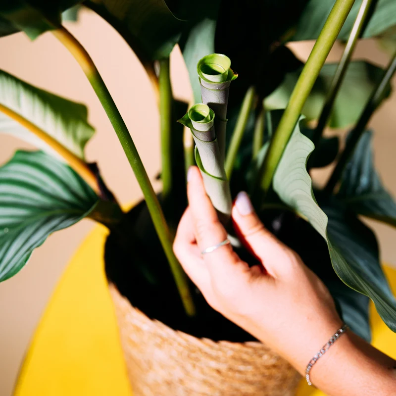 Calathea orbifolia