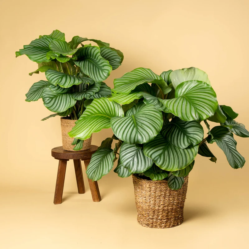 Calathea orbifolia