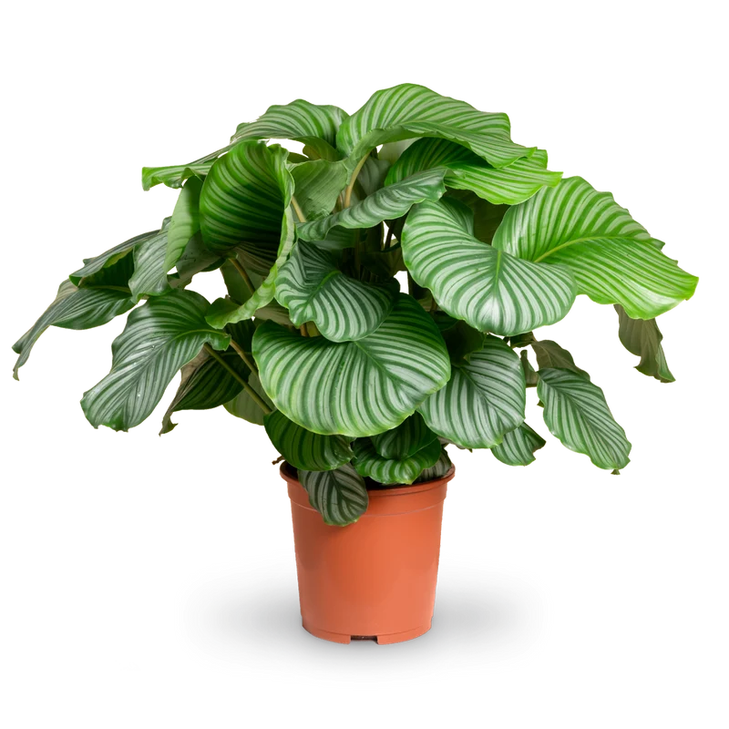 Calathea orbifolia