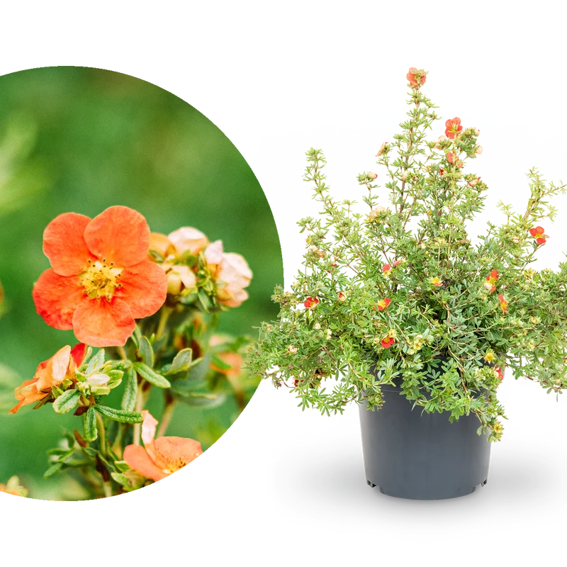 Fünffingerstrauch 'Red Lady'® Rot-orange