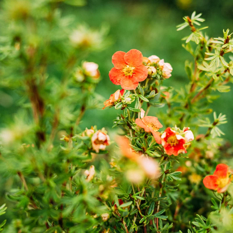Fünffingerstrauch 'Red Lady'® Rot-orange