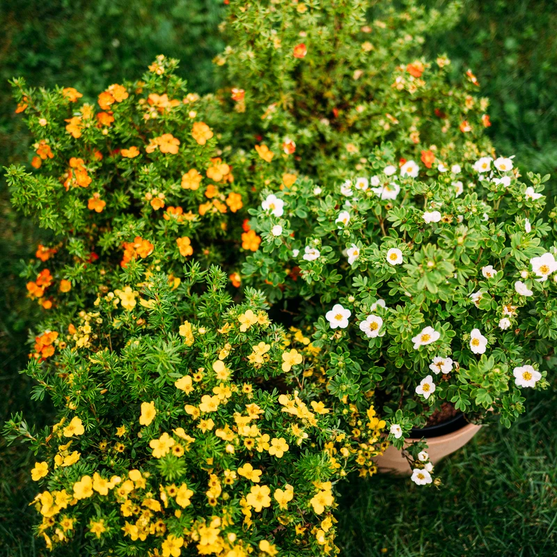 Fünffingerstrauch 'Red Lady'® Rot-orange
