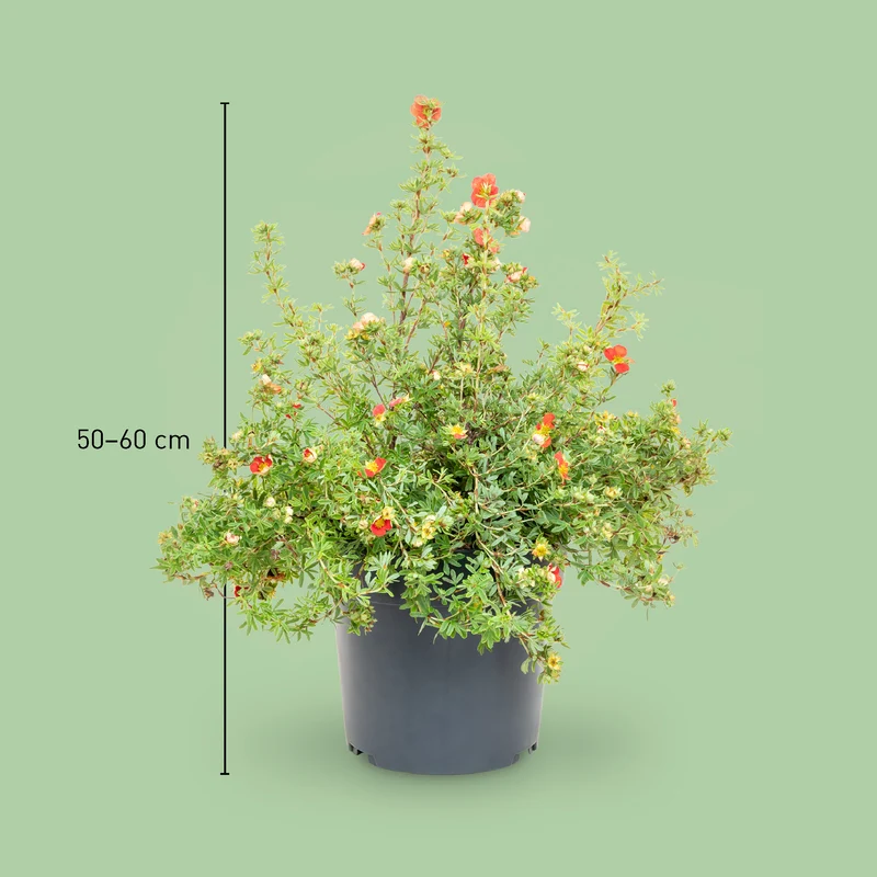 Fünffingerstrauch 'Red Lady'® Rot-orange