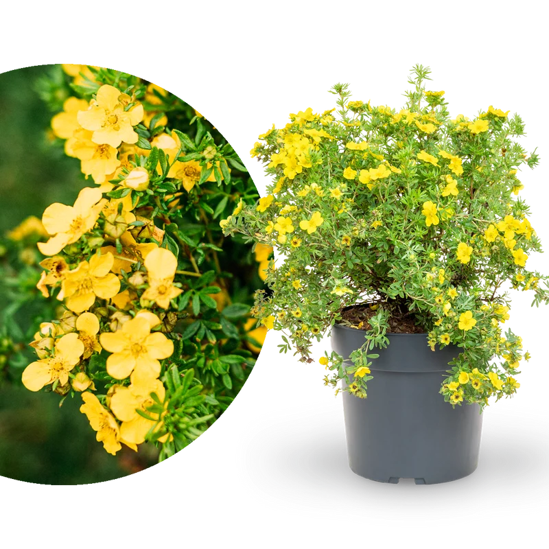 Fünffingerstrauch 'Dakota Sunspot'® Goldgelb