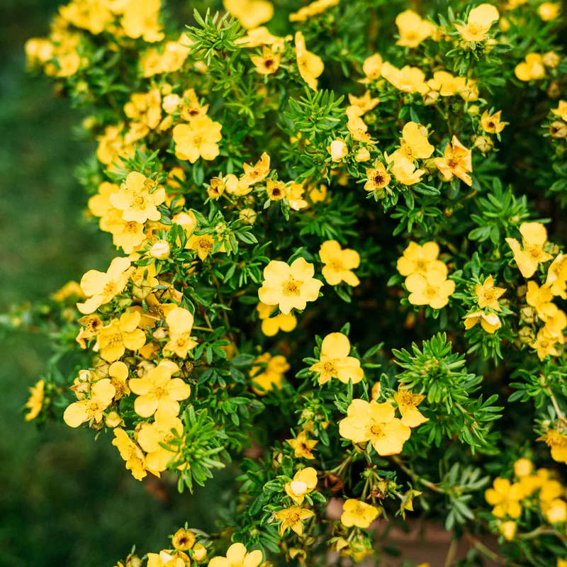 Fünffingerstrauch 'Dakota Sunspot'® Goldgelb