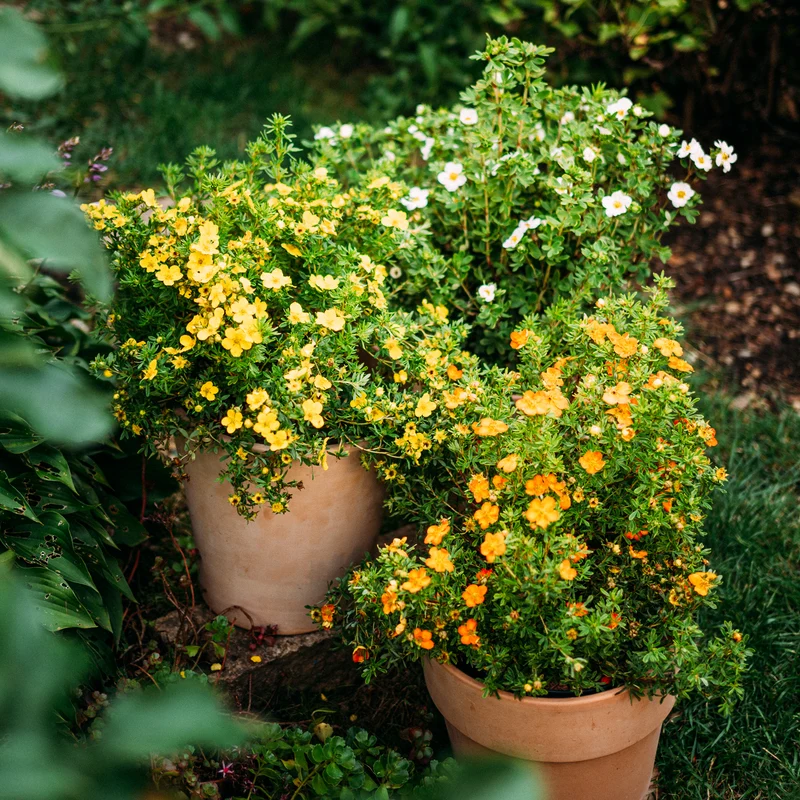 Fünffingerstrauch 'Dakota Sunspot'® Goldgelb