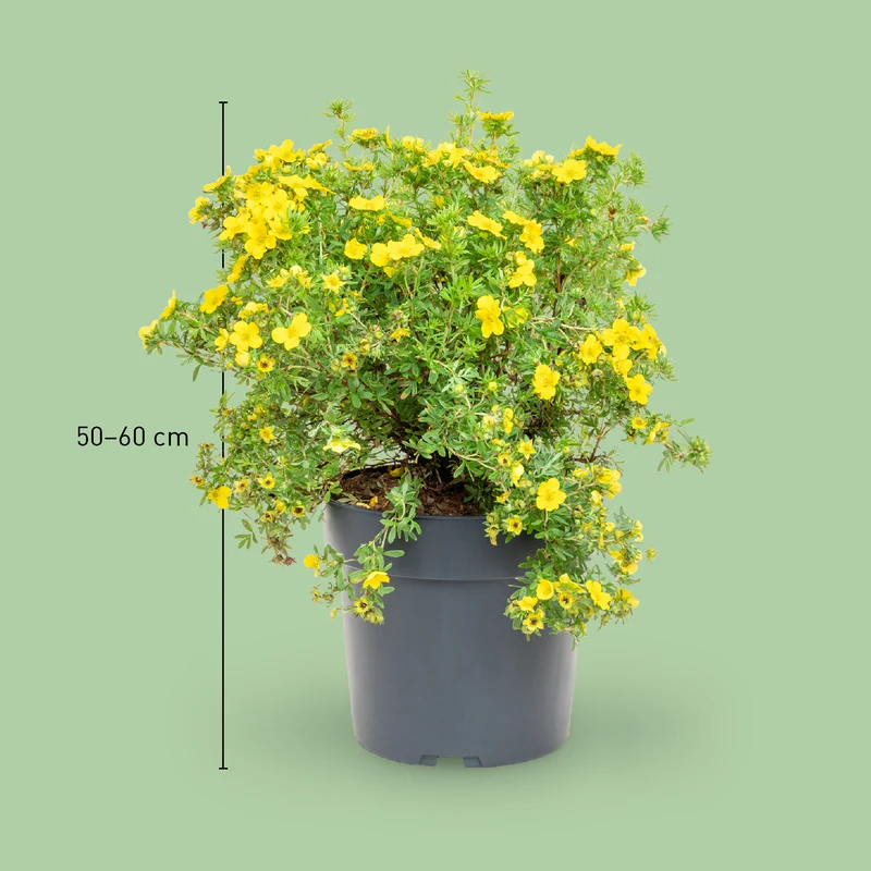 Fünffingerstrauch 'Dakota Sunspot'® Goldgelb