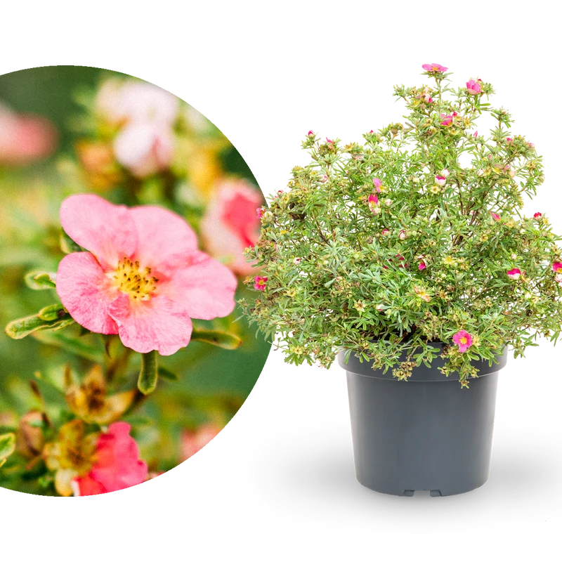 Fünffingerstrauch 'Bellissima'® Dunkelrosa
