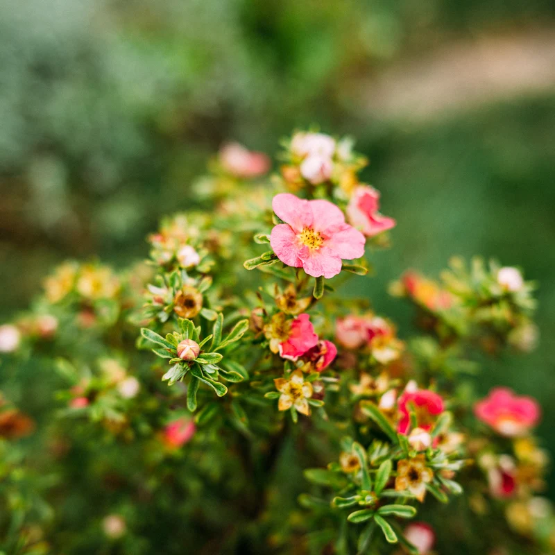 Fünffingerstrauch 'Bellissima'® Dunkelrosa