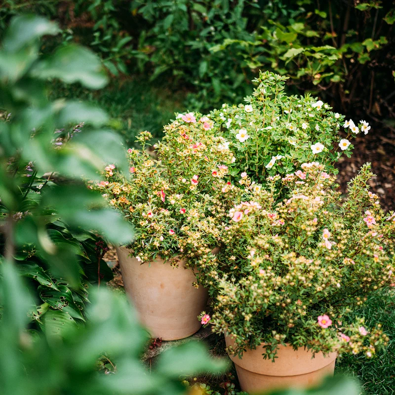 Fünffingerstrauch 'Bellissima'® Dunkelrosa