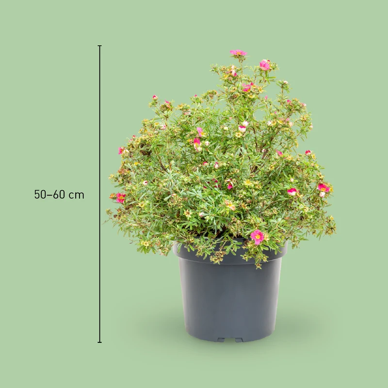 Fünffingerstrauch 'Bellissima'® Dunkelrosa