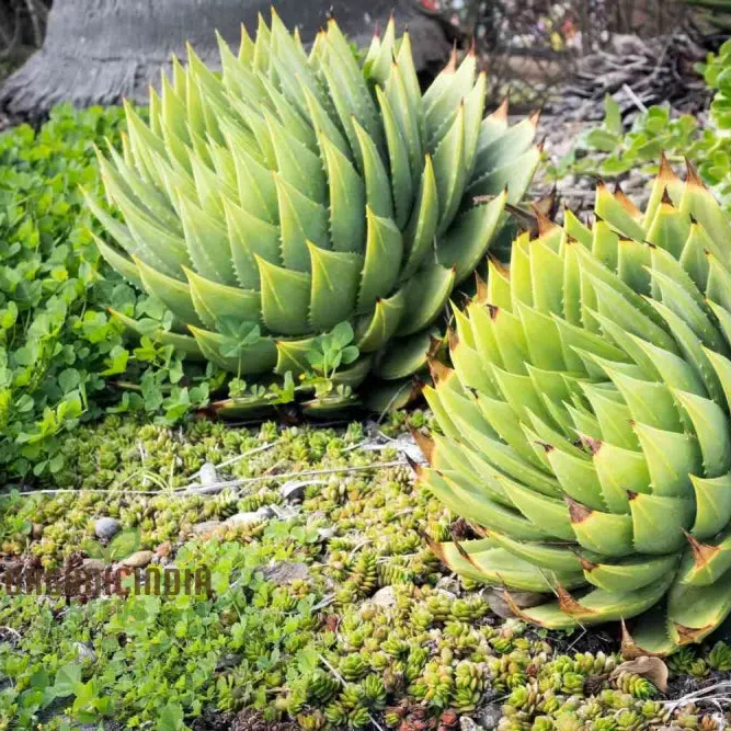 Spiral Aloe Seeds (Aloe Polyphylla Cactus), Ultimate Guide for Planting and Growing Your Own Unique Succulent