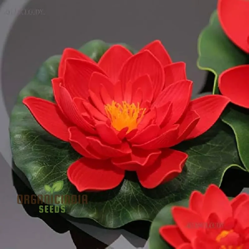 Red Rose Lotus Flower Seeds for planting Stunning Garden Blooms