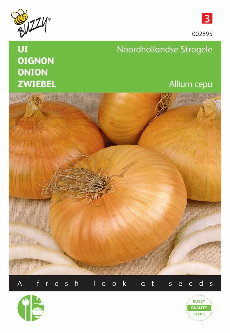 Zwiebel Nordholland Strohgelb