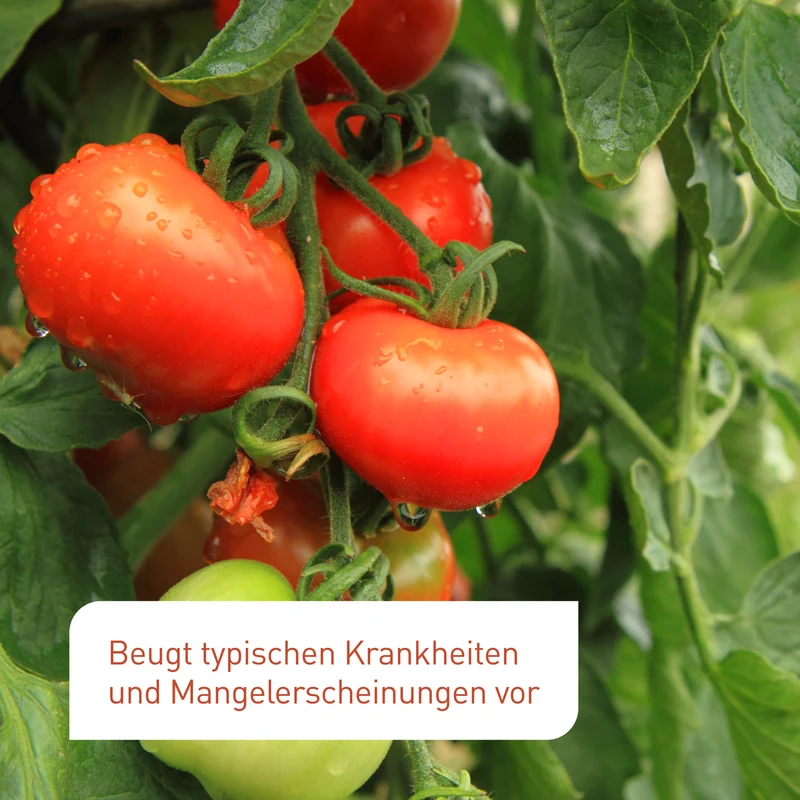 Bio-Tomaten- & Gemüsedünger 800 ml