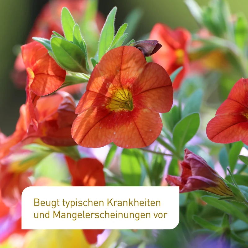 Bio-Blumen- & Balkondünger 800 ml