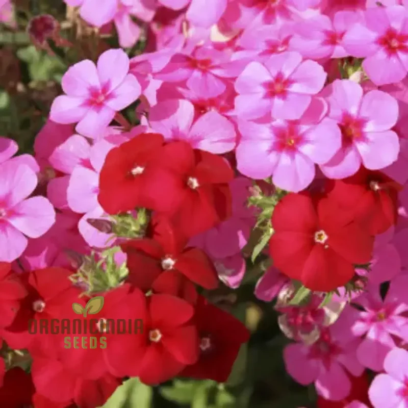 Phlox Beauty Dwarf Mix Seeds for Vibrant Garden Planting - Perfect for All Gardeners