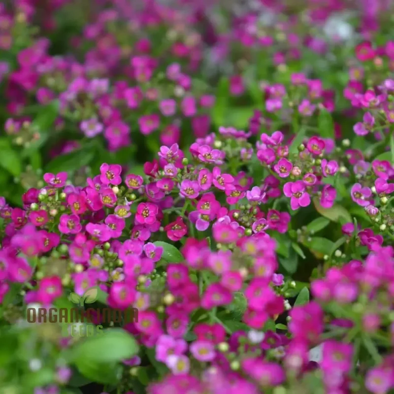 Alysium Rose-O-Day Rose Flower Seeds for Planting - Enhance Your Garden with These Exquisite Blooms