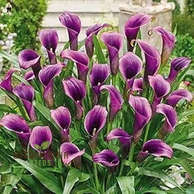 Gazania Rigens Flower Seeds - African Sunflower - 100 pcs