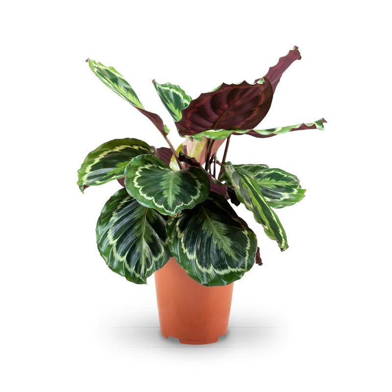 Calathea 'Medaillon'