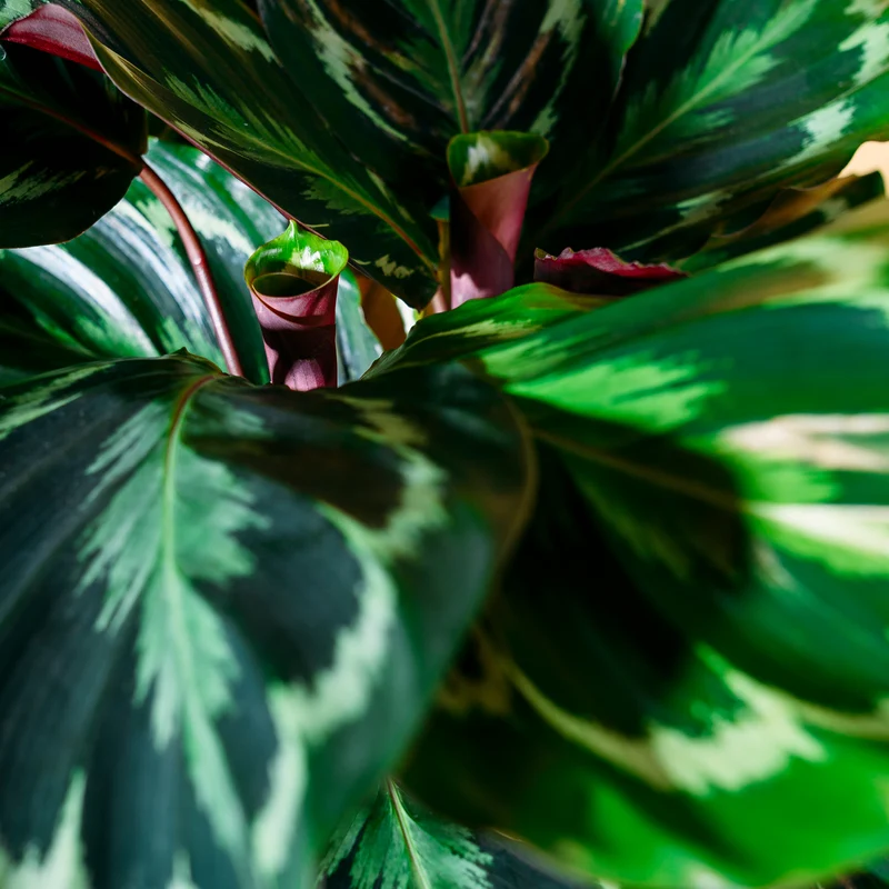 Calathea 'Medaillon'