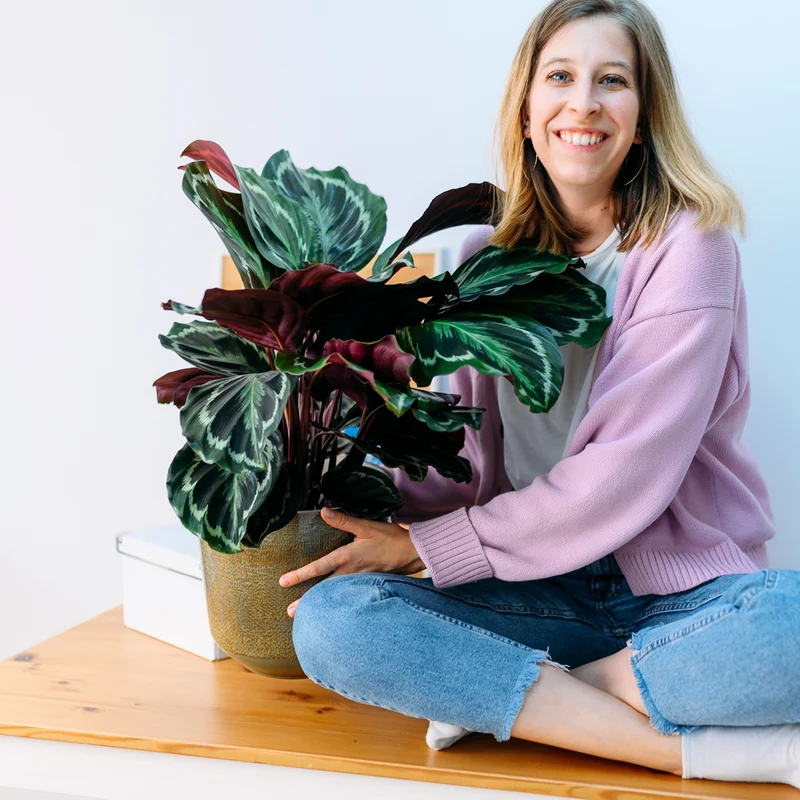 Calathea 'Medaillon'