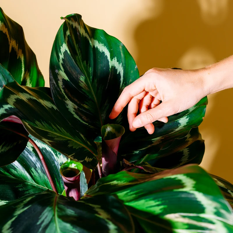 Calathea 'Medaillon'