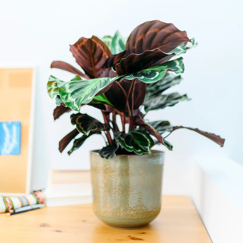 Calathea 'Medaillon'