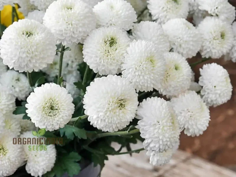Chrysanthemum Ornamental Flower Seeds for Planting - 100 pcs