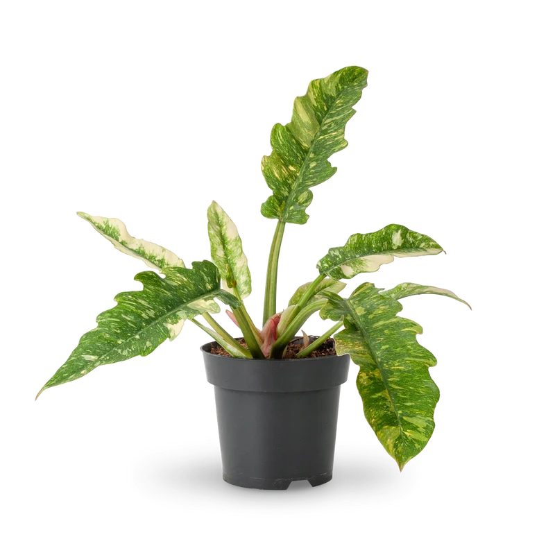 Philodendron 'Ring of Fire' (Rarität)