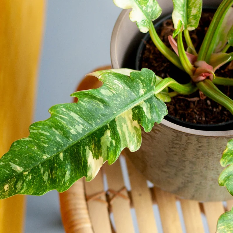 Philodendron 'Ring of Fire' (Rarität)